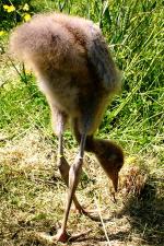 Yellow White Black - 12th June 2014 Yellow White Black - 12th June 2014